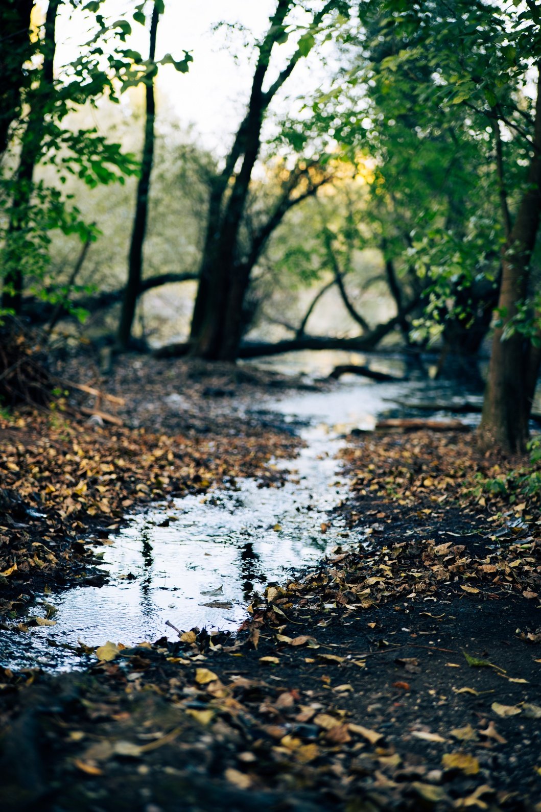 Autumn woodland stream with fallen leaves reflecting morning light, Bundek Park, Zagreb.