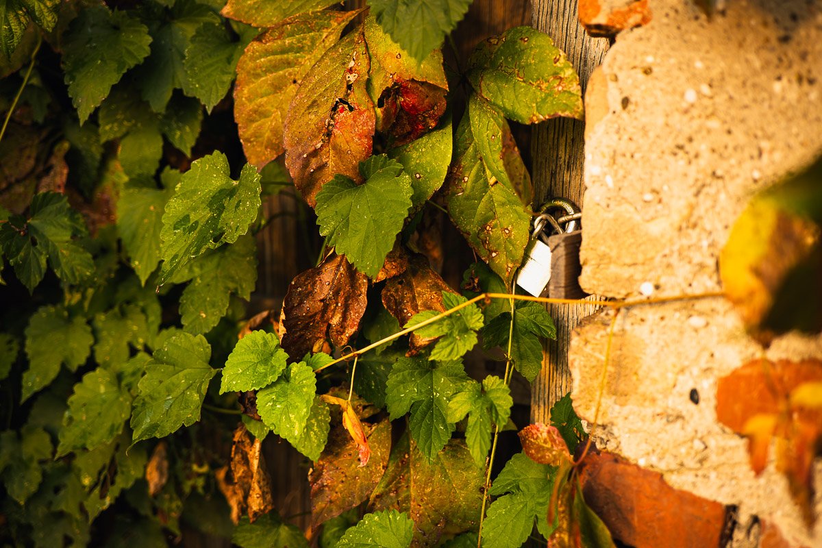 Artistic close-up of damp, green and brown autumn leaves against a rustic wooden fence and a textured, crumbling concrete wall, with a small silver padlock, all bathed in warm, golden light.